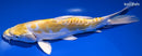 9" DOITSU LEMON HARIWAKE