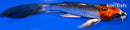 4.75" KUJAKU BUTTERFLY