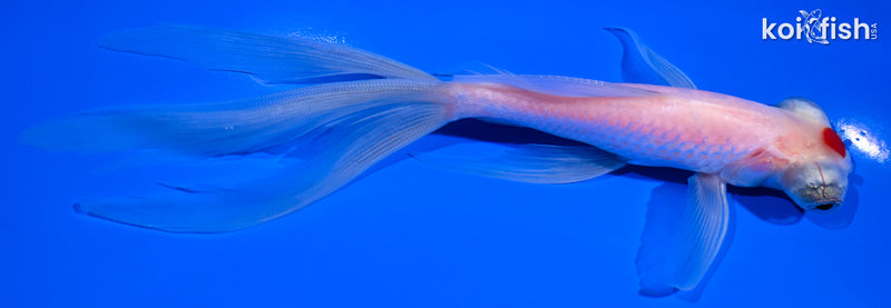 6.5" TANCHO TELESCOPE GOLDFISH