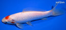 7" TANCHO SARASA COMET GOLDFISH
