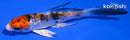 4" HEISEI NISHIKI BUTTERFLY