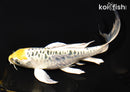 7.75" ARAGOKE KUJAKU BUTTERFLY