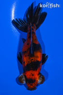 4.5" CALICO TELESCOPE FANTAIL GOLDFISH
