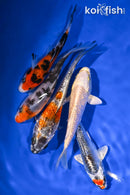 PACK OF (5) 4-5" STANDARD KOI
