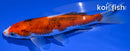 6.75" BENI MATSUKAWABAKE
