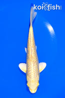 6.75" GINRIN YAMABUKI OGON