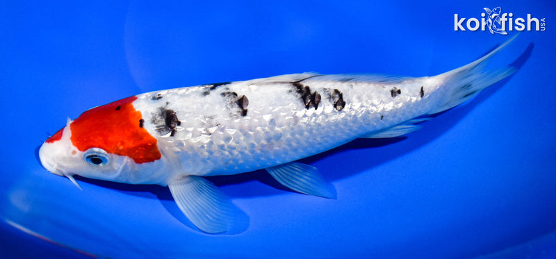 9.25" GINRIN SANKE