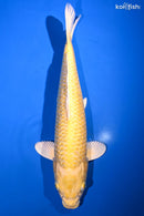 15" GINRIN YAMABUKI OGON