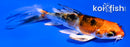 4.5" YAMATO NISHIKI BUTTERFLY