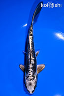 7.25" KIKOKURYU