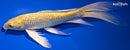 9.25" GINRIN YAMABUKI OGON BUTTERFLY