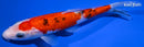 7.25" GINRIN SANKE