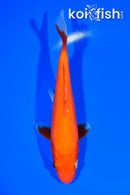 6.5" HOKAKU