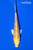 4.25" GINRIN YAMABUKI OGON
