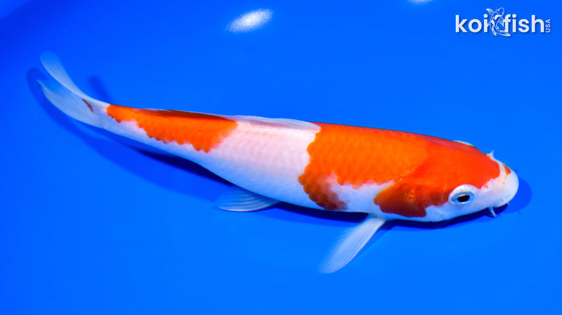 7.75" KOHAKU