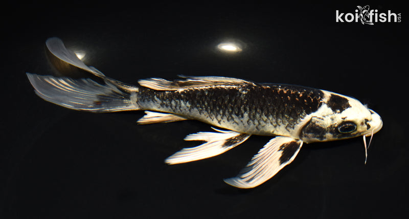 7.75" GINGA BUTTERFLY