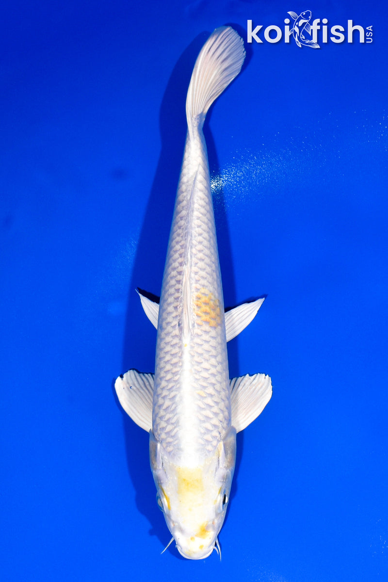 10.75" LEMON HARIWAKE