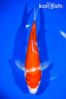 9.25" KOHAKU