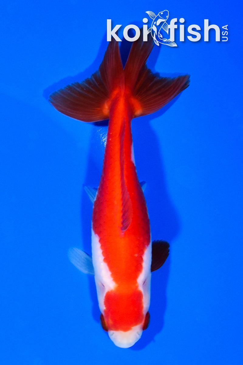 5" SARASA WAKIN GOLDFISH