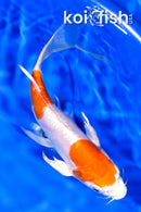 7.75" KIKUSUI BUTTERFLY