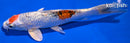 7.75" GINRIN MARUTEN YAMATO NISHIKI