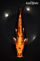 10.75" BENI KIKOKURYU