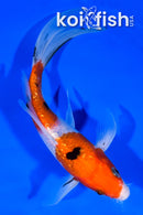 7" GINRIN SANKE BUTTERFLY