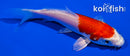 4" HARIWAKE