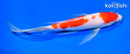 9.25" KOHAKU BUTTERFLY