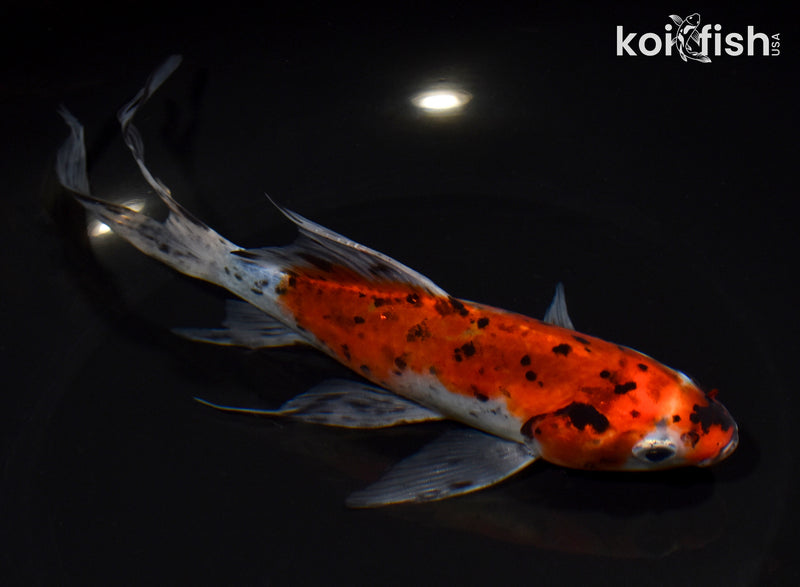 8" SHUBUNKIN GOLDFISH