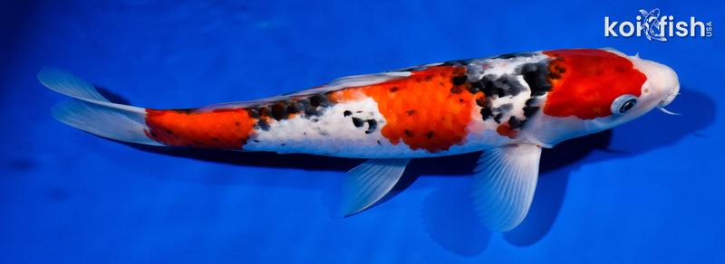 12.5" SANKE