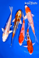 PACK OF (5) 4-5" STANDARD KOI