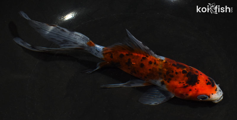 7" SHUBUNKIN GOLDFISH