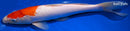 12.5" KOHAKU