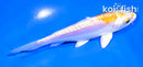 4.5" DOITSU LEMON HARIWAKE