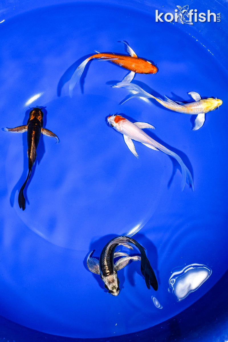 PACK OF (5) 3-4" BUTTERFLY KOI