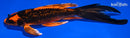 7.75" GINRIN ORENJI MATSUBA BUTTERFLY