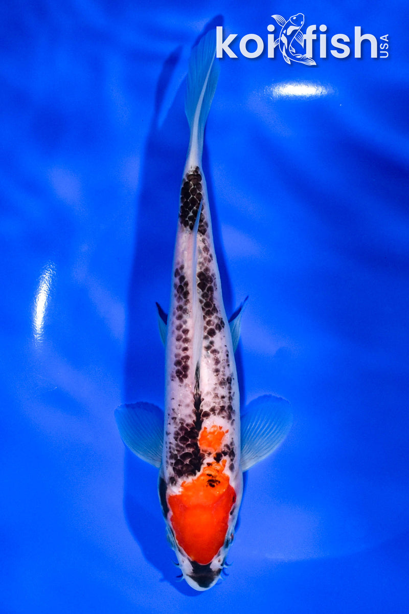7.5" GOSHIKI