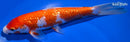 8.75" GINRIN KOHAKU