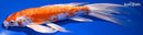 10" KIKUSUI BUTTERFLY