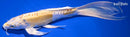 10.25" DOITSU LEMON HARIWAKE BUTTERFLY