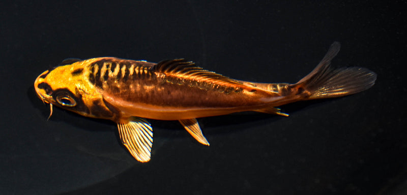 5" BENI KIKOKURYU