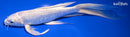 8.25" GINRIN PLATINUM OGON BUTTERFLY