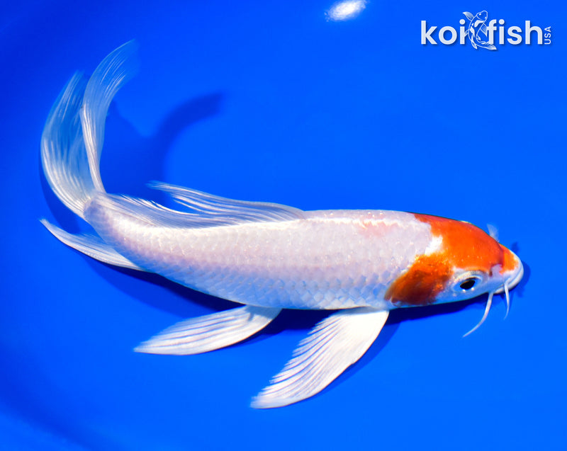 8.25" HARIWAKE BUTTERFLY