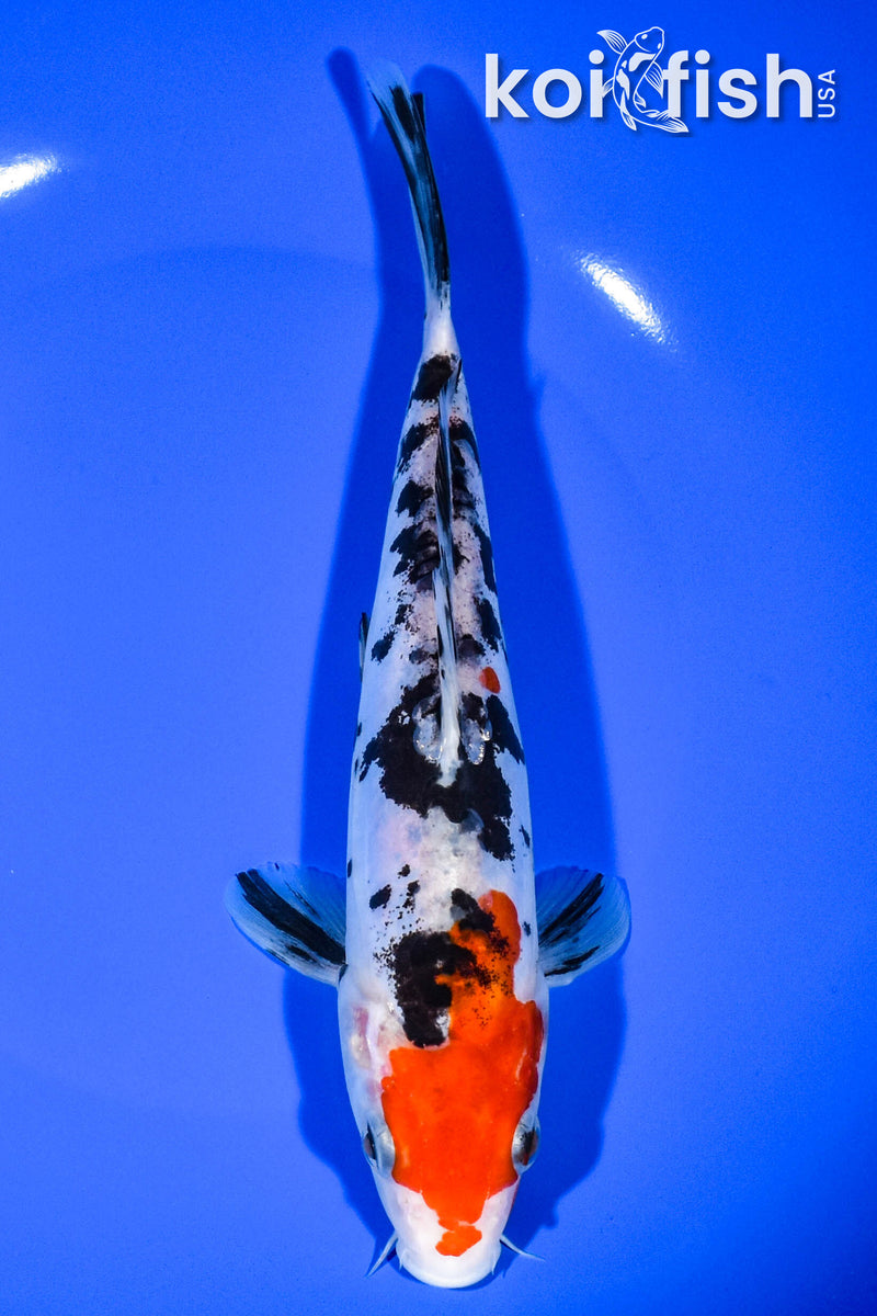 8.25" DOITSU SANKE