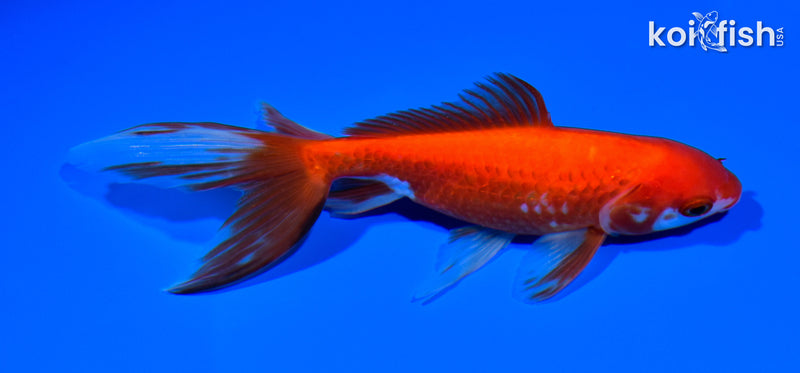 6" WAKIN GOLDFISH