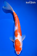 10.5" KIKUSUI
