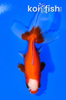 4" WATONAI GOLDFISH