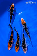 PACK OF (5) 4-5" SANKE KOI