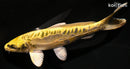 6.75" KIN KIKOKURYU